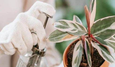 Jardinage et relaxation : les bienfaits d’une pratique sous-estimée